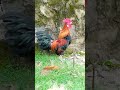 kokok ayam hutan