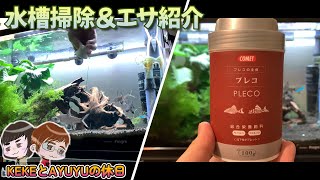 【アクアリウム】水槽掃除とエサ紹介 2023アクアリウム動画