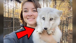 Woman Sees Elderly And Blind Arctic Fox Dumped In Dog Shelter And Jumps To Save Him