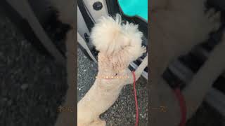 ベルランゴを大型犬との車中泊仕様に改造したが問題点が浮上#shorts #大型犬 #車中泊