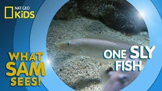 One Sly Fish | What Sam Sees