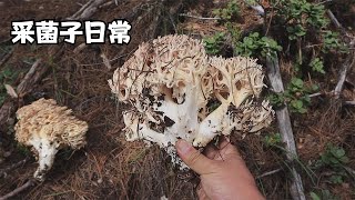 阿飛的採菌子日常，花園也可以採到好看的野生菌 Daily mushroom picking