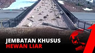 WOW! Sebuah Jembatan Dibangun Khusus Untuk Hewan Liar | tvOne