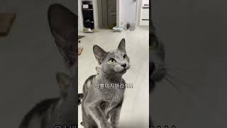 대게 향기에 자다가도 두 눈 번쩍 뜨는 고양이 죠스