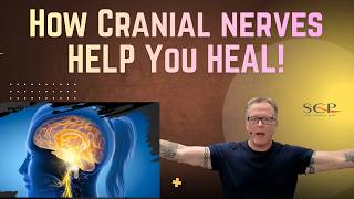 How Cranial Nerves Help You Heal