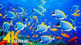 4K Stunning Underwater Wonders of the Red Sea - Colorful Coral Reef Inhabitants (4K VIDEO ULTRA HD)