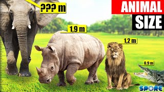 Wild Animals Tournament Arena Size Comparison | SPORE