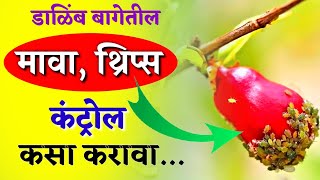 डाळिंब बागेतील मावा, थ्रिप्स कंट्रोल कसा करावा || Thrips Control Insecticide