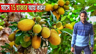 মাত্র 1.5 বছরে সফলতা পাবেন 100% গ্যারান্টি || কিভাবে শুরু করবেন এবং কতটা গাছ || Jackfruit tree