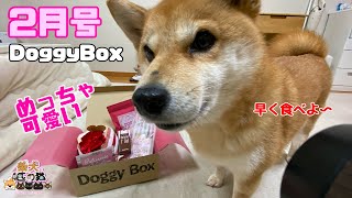 めっちゃ可愛い💛DoggyBox2月号🍰のおもちゃを気に入った様子のミク