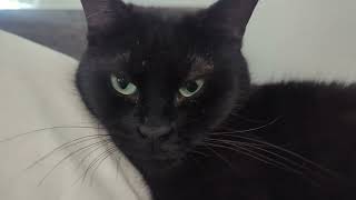 unamused adorable black cat