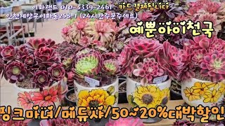 대박50~20%할인 /핑크마녀/썬라이즈/샤넬대. 이화랜드010-3339-2461 나는농부다282회출연