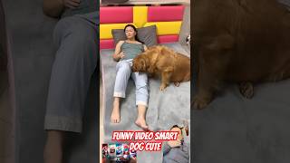 Funny video Smart dog cute. #夫妻日常 #萌宠出道计划 #cute #funny #金毛 #comedy