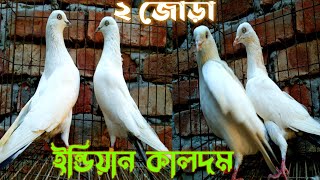 ইন্ডিয়ান কালদম কবুতর বিক্রি হয়ে গেলো | কবুতরের ফেরিওয়ালা | Kaldom pigeon | Indian kaldom pigeon |