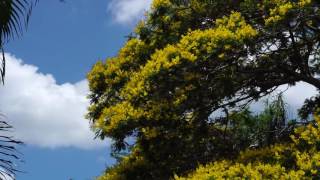 Yellow Poinciana near full bloom