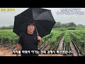 ep. 129 좋은 고추 품종을 찾기 위해 전국 작황 확인 전남 해남 전북 김제