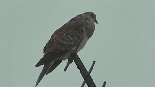 キジバトの雨の日の鳴き声⑴　Oriental turtle dove