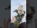 puppies cute puppies and babies playing together compilation 2021 214