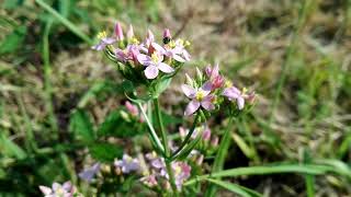 Centaurium erythraea (European centaury)