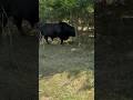 Rubbin, Rubbin, Rubbin! #brangus #bull #ranch #cattle #calves #animals #shortsfeed #shorts #cow