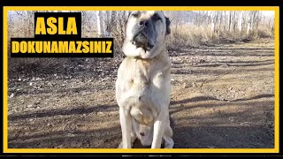 ASLA YANINA YAKLAŞILAMAYAN POYRAZ REİS . HİÇ ŞAKASI YOK #kangal #malaklı