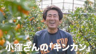 【旬の美味しさにこだわる旬すぐ（国産100％）】（宮崎県宮崎市高岡町 小窪さん）金柑の生産量日本一の宮崎で育つ皮まで甘い金柑