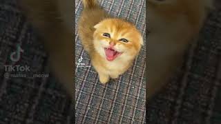 Подпишись 😍 #cat #catvideos #shorts #котята #милыевидео #котята