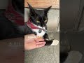 本日の温泉地のニャンズたち 猫の暮らし cat