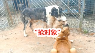 拉布拉多犬相亲高狼犬，正要开始好事，突然冲出一只巨型中亚牧抢“媳妇”