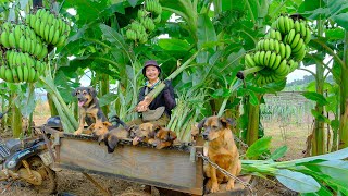 Harvesting Young Banana Plants for Seedlings Goes To Market Sell | Cooking, Farm | Tieu Lien