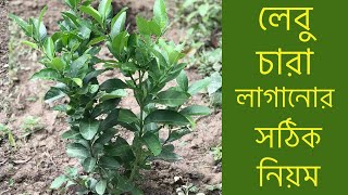 লেবু চারা লাগানোর সঠিক নিয়ম। How to grow lemon tree | Repotting lemon tree|