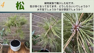 質問コーナー　植え替え　枯れてる？　対処方法　水やり　葉っぱの形がおかしい【おうちでガーデニング】開花園チャンネル