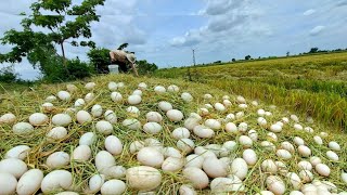 Wow Wow unique- An old farmer picks duck eggs in a field where there are a lot of new harvesters