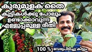 കുരുമുളക് തൈ ഉണ്ടാക്കിയെടുക്കാൻ ഇതിലും ഈ സിയായ മാർഗ്ഗമില്ല black pepper cultivation /BTech mix media