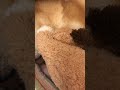 ぬいぐるみを大事にする柴犬　 shorts 柴犬