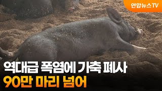 역대급 폭염에 가축 폐사 90만 마리 넘어 / 연합뉴스TV (YonhapnewsTV)