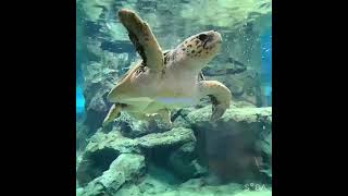 名古屋港水族館のかめ🐢