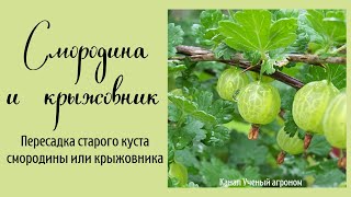 Пересадка старого куста смородины или крыжовника