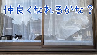 保護した三毛猫と昨年保護した母猫ふうさん　初対面！