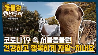 [동물원 랜선투어] 코로나19 속 서울동물원, 건강하고 행복하게 자알~ 지내요! | COVID-19 situation, the animals are doing healthy!