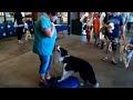 dr. somjen demonstrating canine therapeutic exercises with her dog chill