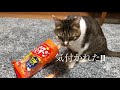 お菓子を次々に泥棒する猫！もくもくと作業する姿がかわいい。【猫　おもしろ】