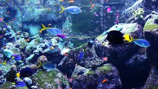 3 HOURS of Beautiful Coral Reef Fish, Relaxing Ocean Fish, Aquarium Fish Tank & Relax Music 1080p HD