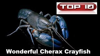 Top 10 Cherax più belli.