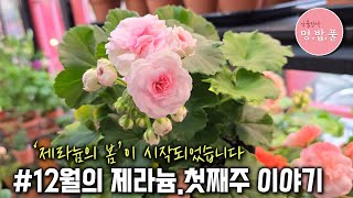 제라늄12월의 제라늄.첫째주 #멍밥풀