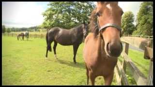 Tattersalls October Yearling Sale Book 1 Feature (From Irish Horse TV)