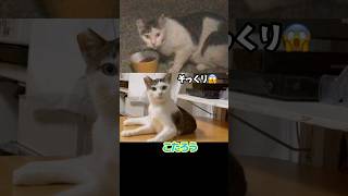 新入り地域猫がウチの子にそっくり😱‼︎    #保護猫