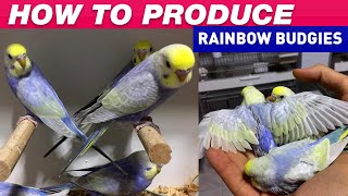 How To Produce Rainbow Budgies - Step by Step Guide to Produce Rainbow Budgies