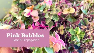 How to Care \u0026 Propagate Callisia repens “pink bubbles”