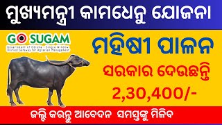 ମୁଖ୍ୟମନ୍ତ୍ରୀ କାମଧେନୁ ଯୋଜନା ମହିଷୀ ପାଳନ  / Buffalo Farming KAMDHENU YOJANA APPLY